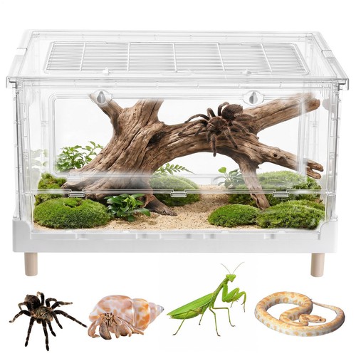 Jumping spider enclosure - jumping,