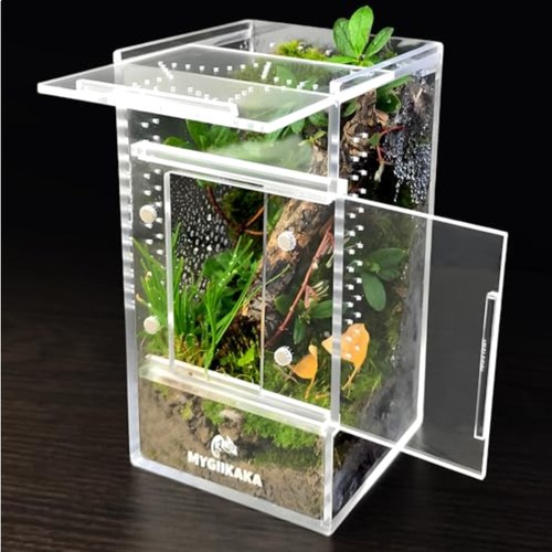 Jumping spider enclosure - spider,