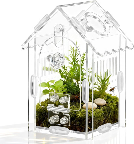 Jumping spider enclosure - jumping,