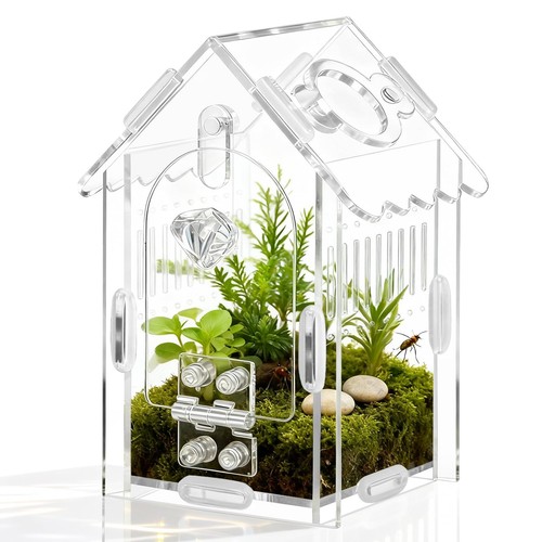 Jumping spider enclosure - spider,