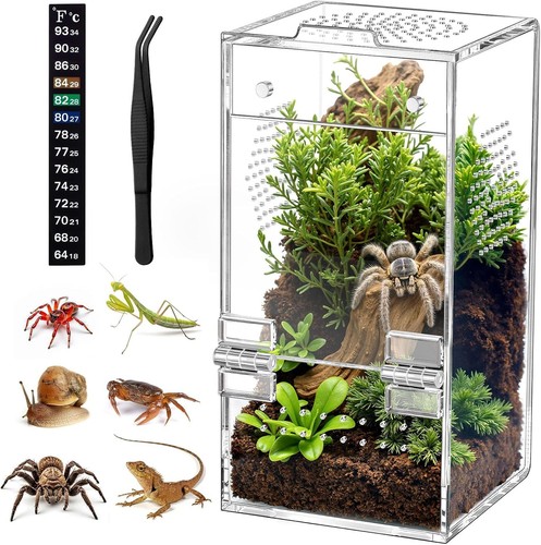 Jumping spider enclosure - spider,