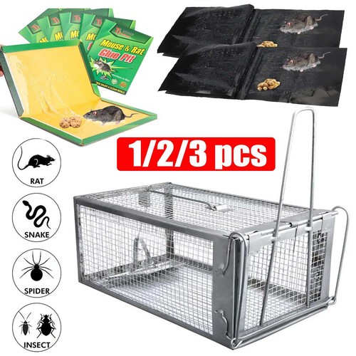 Mice mouse trap - trap, rodent